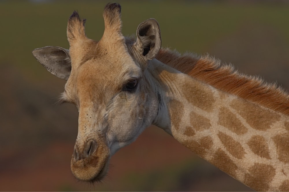 selective focus photography of brown giraffe