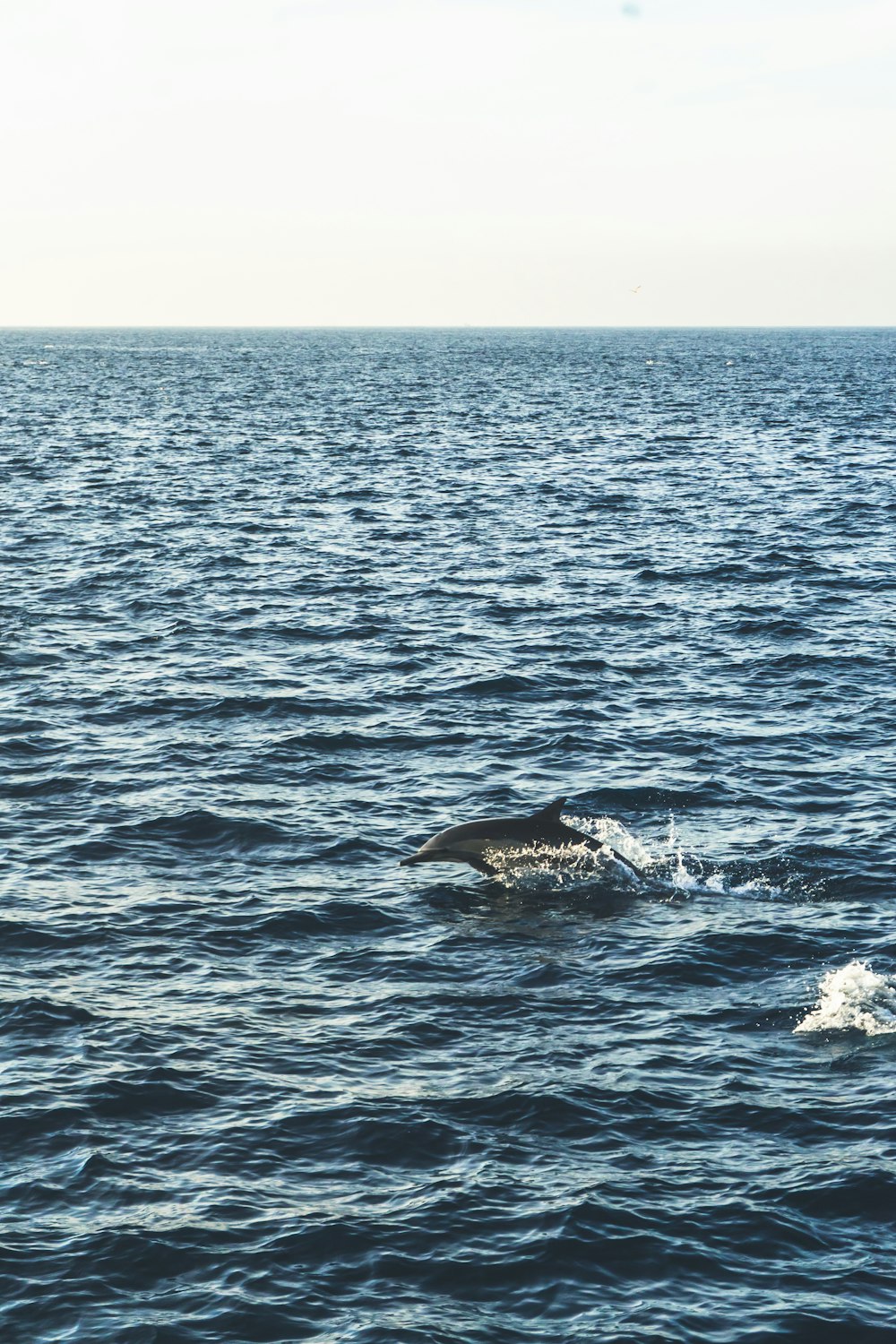 Delfin springt über Wasser