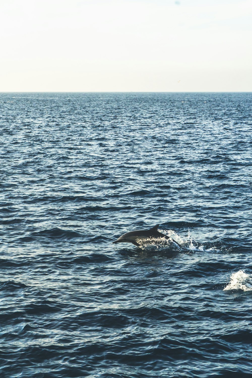 dolphin jump over water