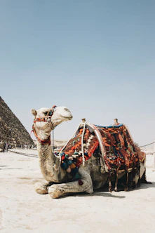 brown camel
