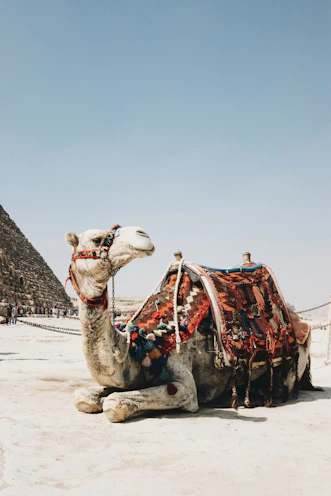 brown camel