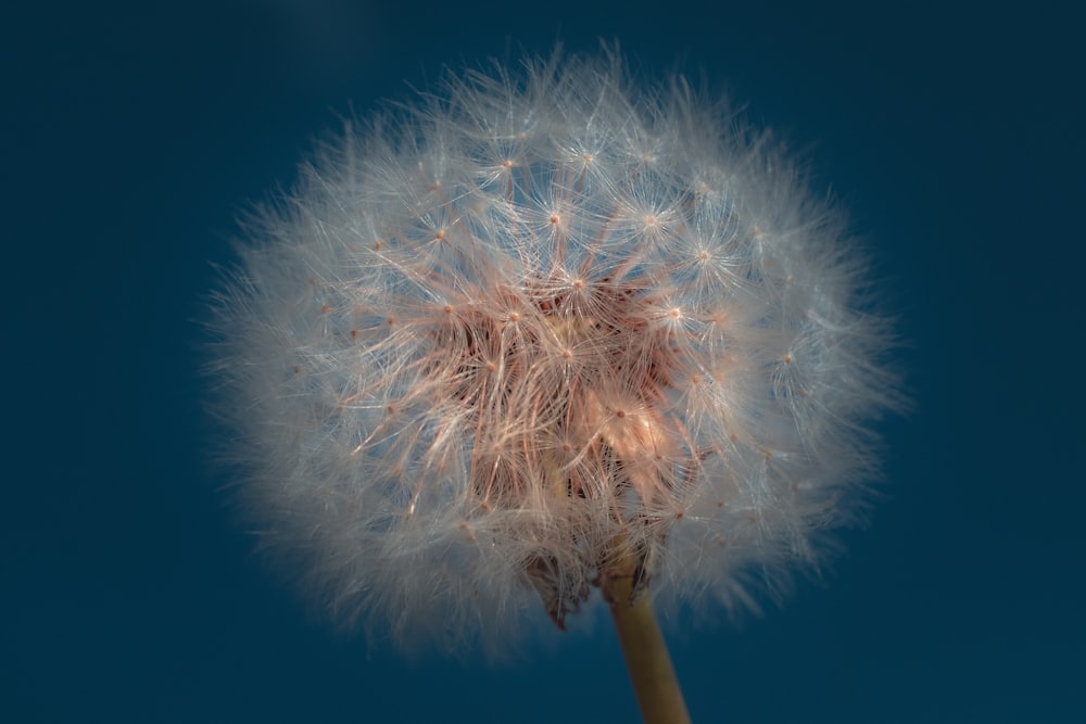 closeup photography of dandelion