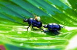 Two shiny black beetles and a small spider are positioned on a vibrant green leaf. The glossy texture of the beetles contrasts with the smooth, fresh surface of the leaf, creating a striking visual effect.