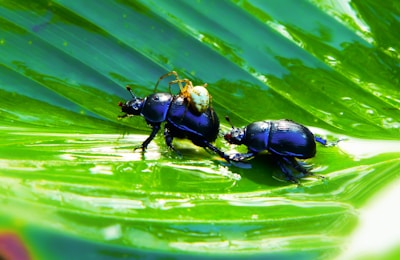 Two shiny black beetles and a small spider are positioned on a vibrant green leaf. The glossy texture of the beetles contrasts with the smooth, fresh surface of the leaf, creating a striking visual effect.