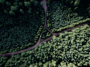aerial photo of road at middle of forest