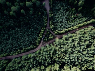aerial photo of road at middle of forest