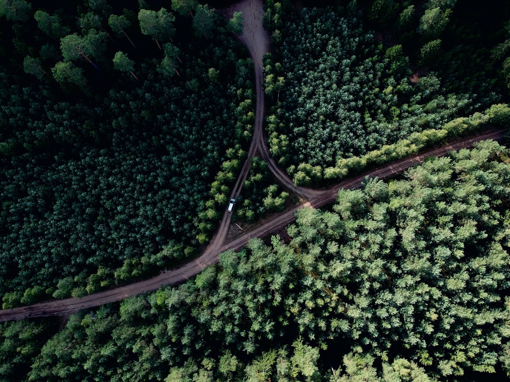 Foto aérea de la carretera en medio del bosque