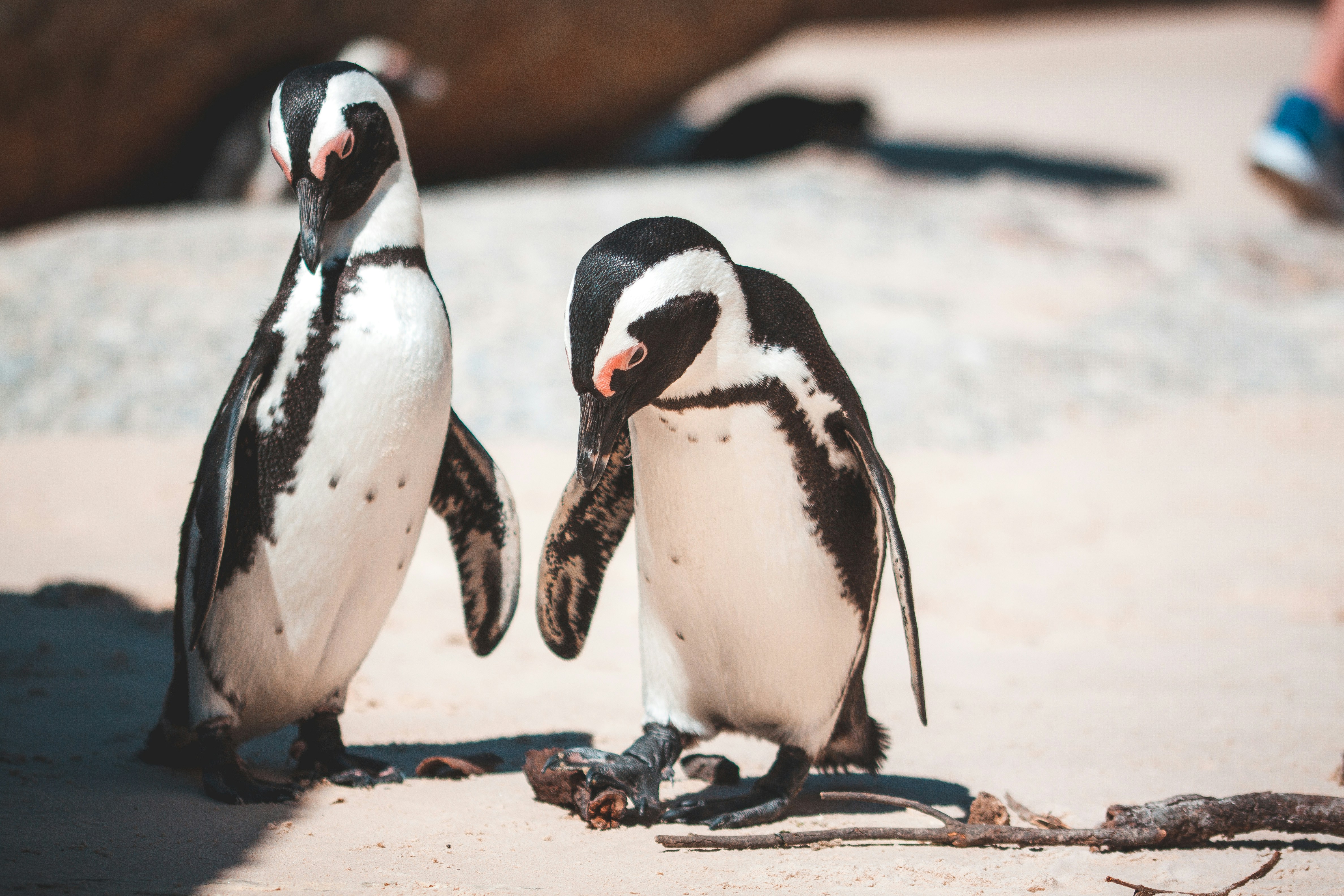 selective focus photography of two white-and-black penguins
