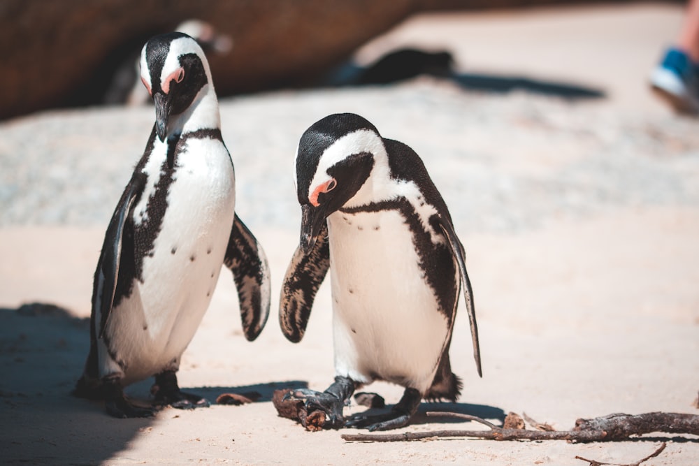 Fotografia com foco seletivo de dois pinguins brancos e pretos