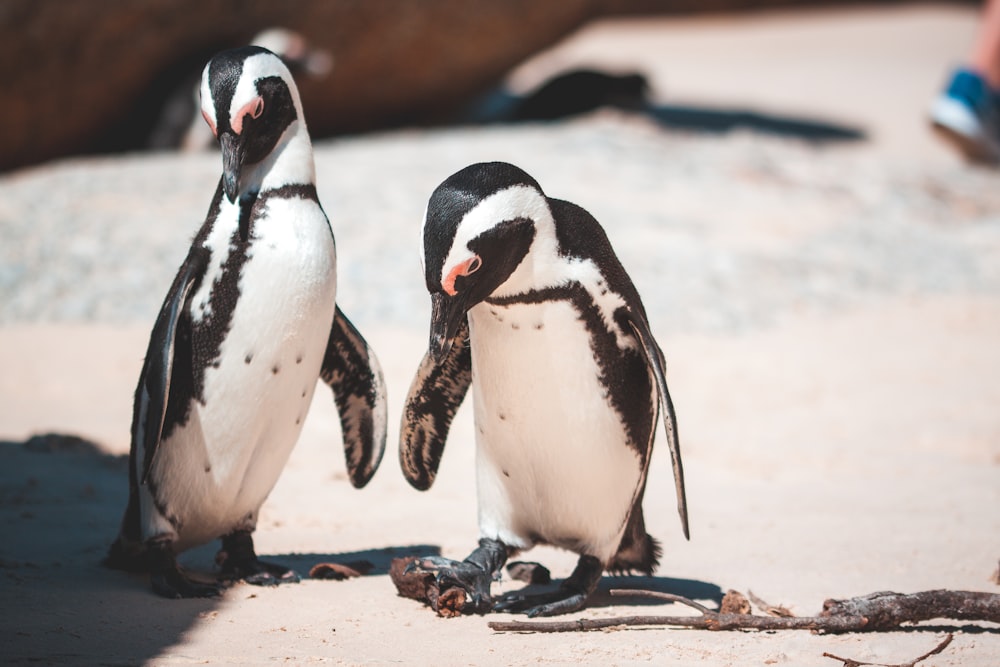 selective focus photography of two white-and-black penguins