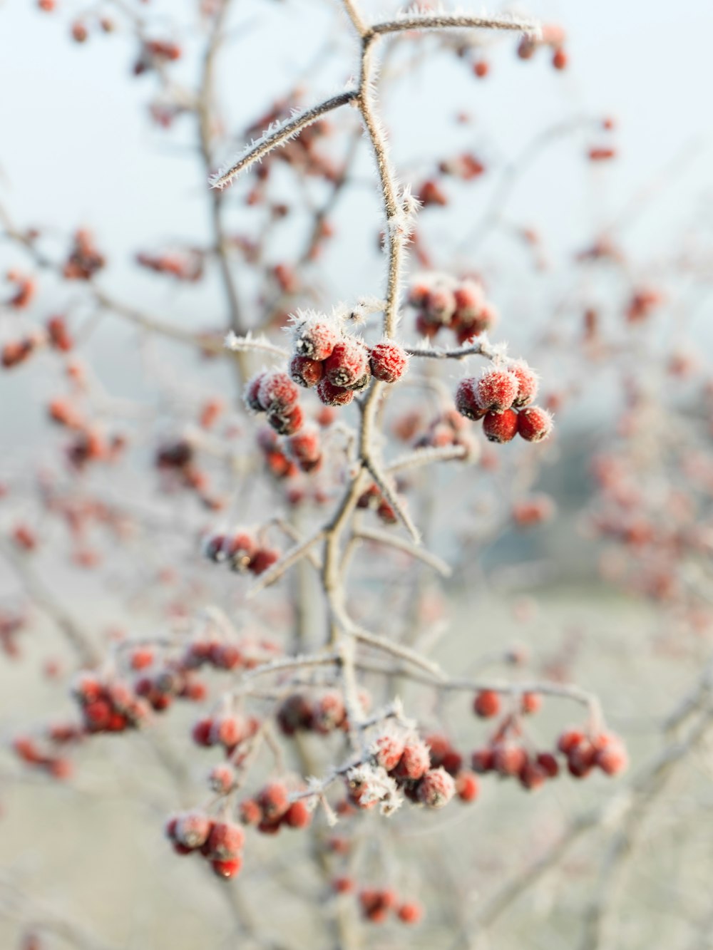 selective focus photo of bunch of berry
