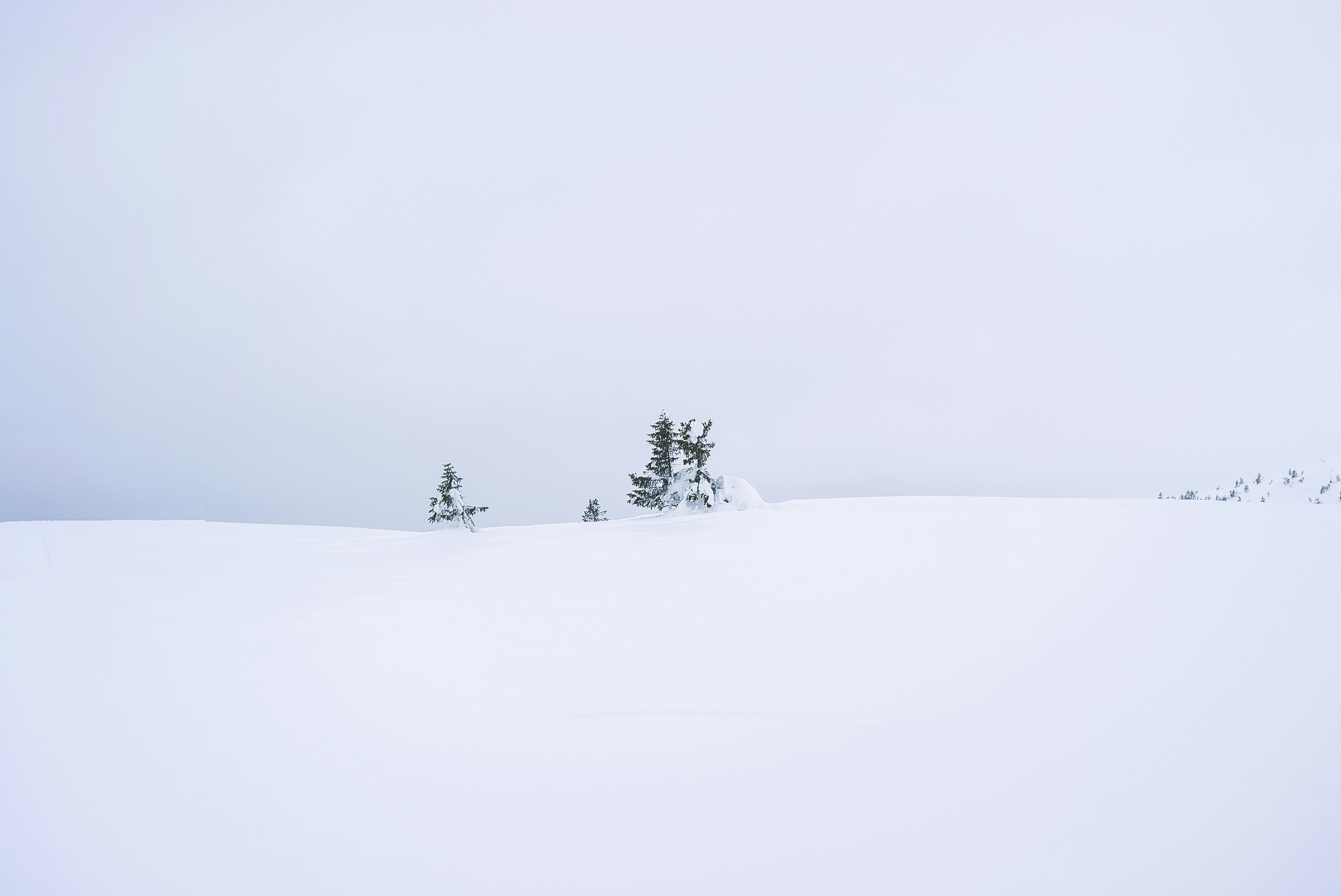 landscape photo trees on snow