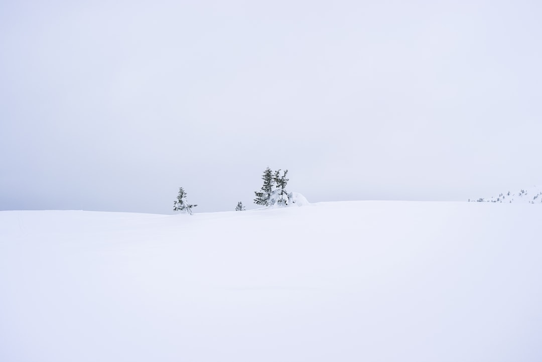landscape photo trees on snow