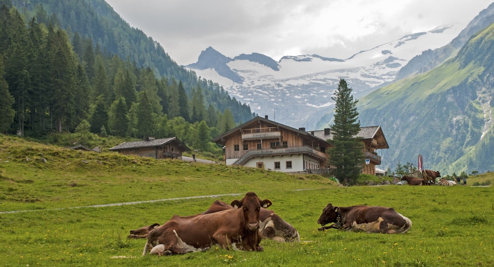 農村地域の牛の群れ