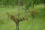 A vibrant food forest plot showcasing fruiting trees, berry bushes, and companion plants in harmony.