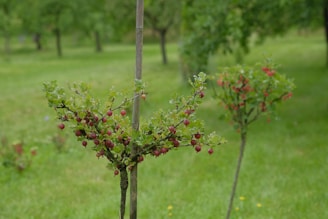 A lush green garden with small fruit-bearing trees. The foreground features a young tree with bright green leaves and clusters of small, red fruits. The background is filled with blurred trees, suggesting a larger orchard or garden setting.