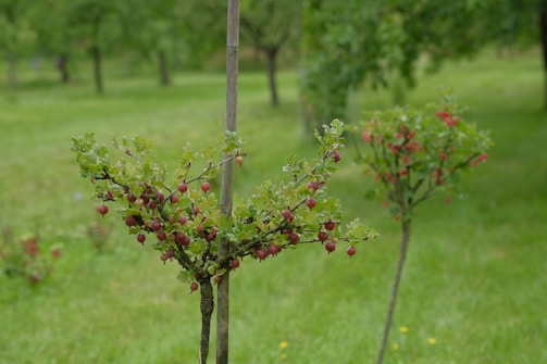 A lush green garden with small fruit-bearing trees. The foreground features a young tree with bright green leaves and clusters of small, red fruits. The background is filled with blurred trees, suggesting a larger orchard or garden setting.