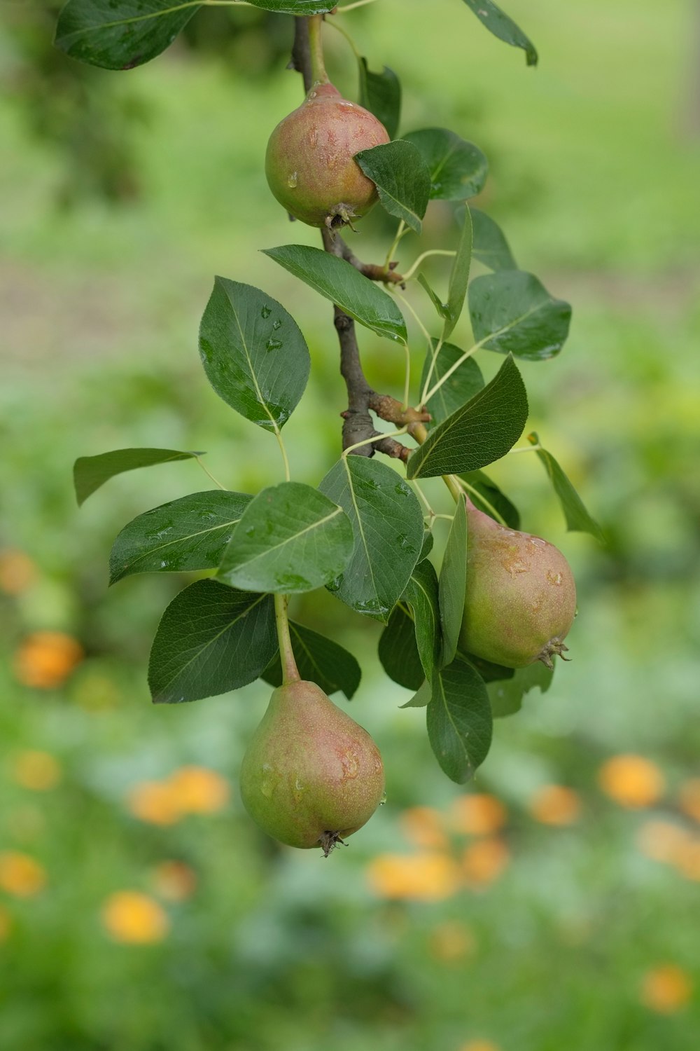 selective focus photo of round green fruits