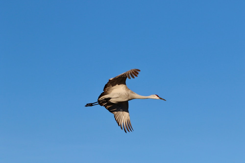 grey and black flying on sky