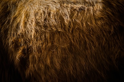 brown fur fur zoom background