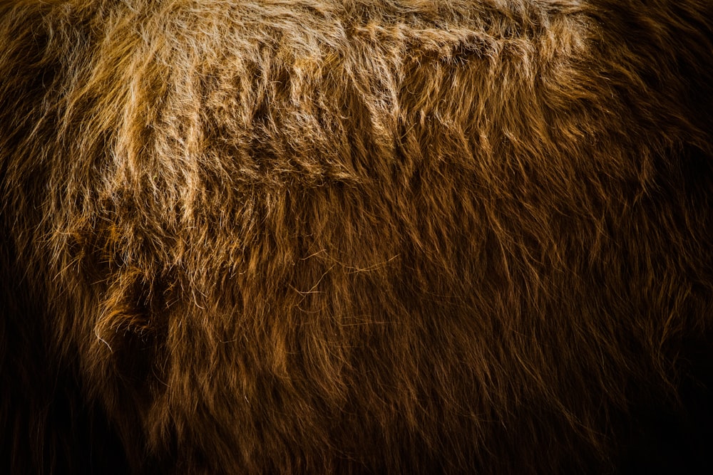 brown fur