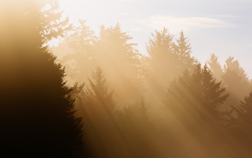 alberi con raggi di sole