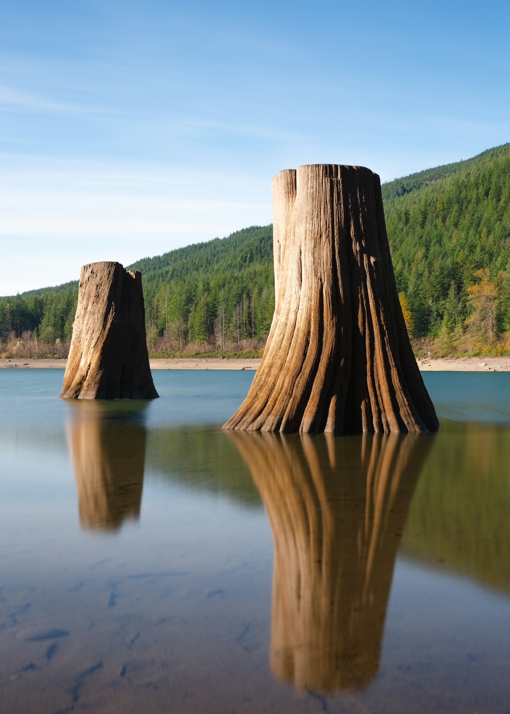 deux arbres bruns dans le plan d’eau pendant la journée