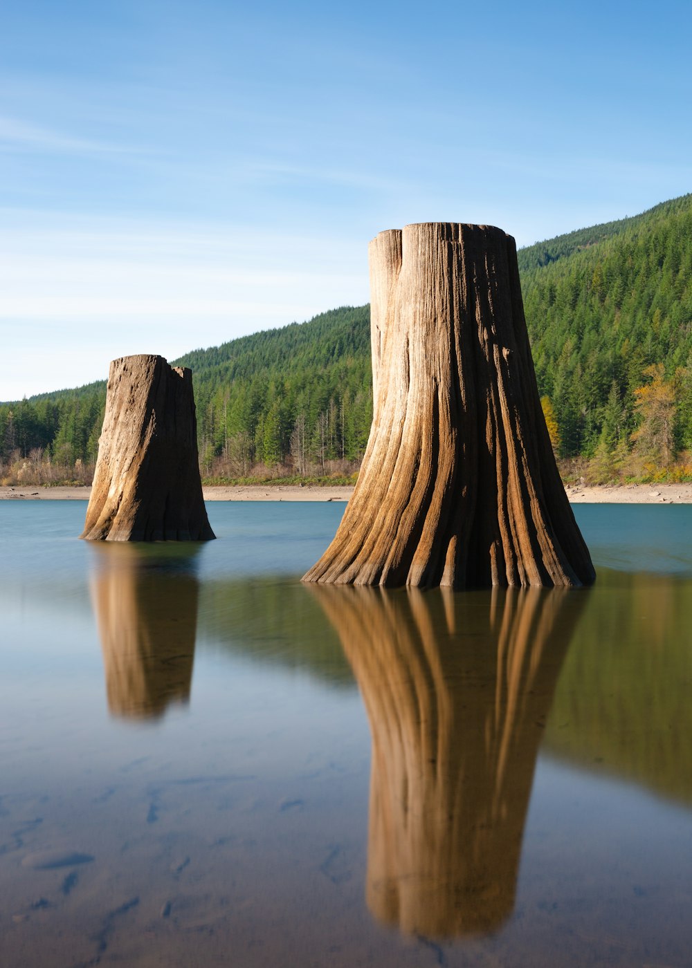 two brown tree in body of water during daytime