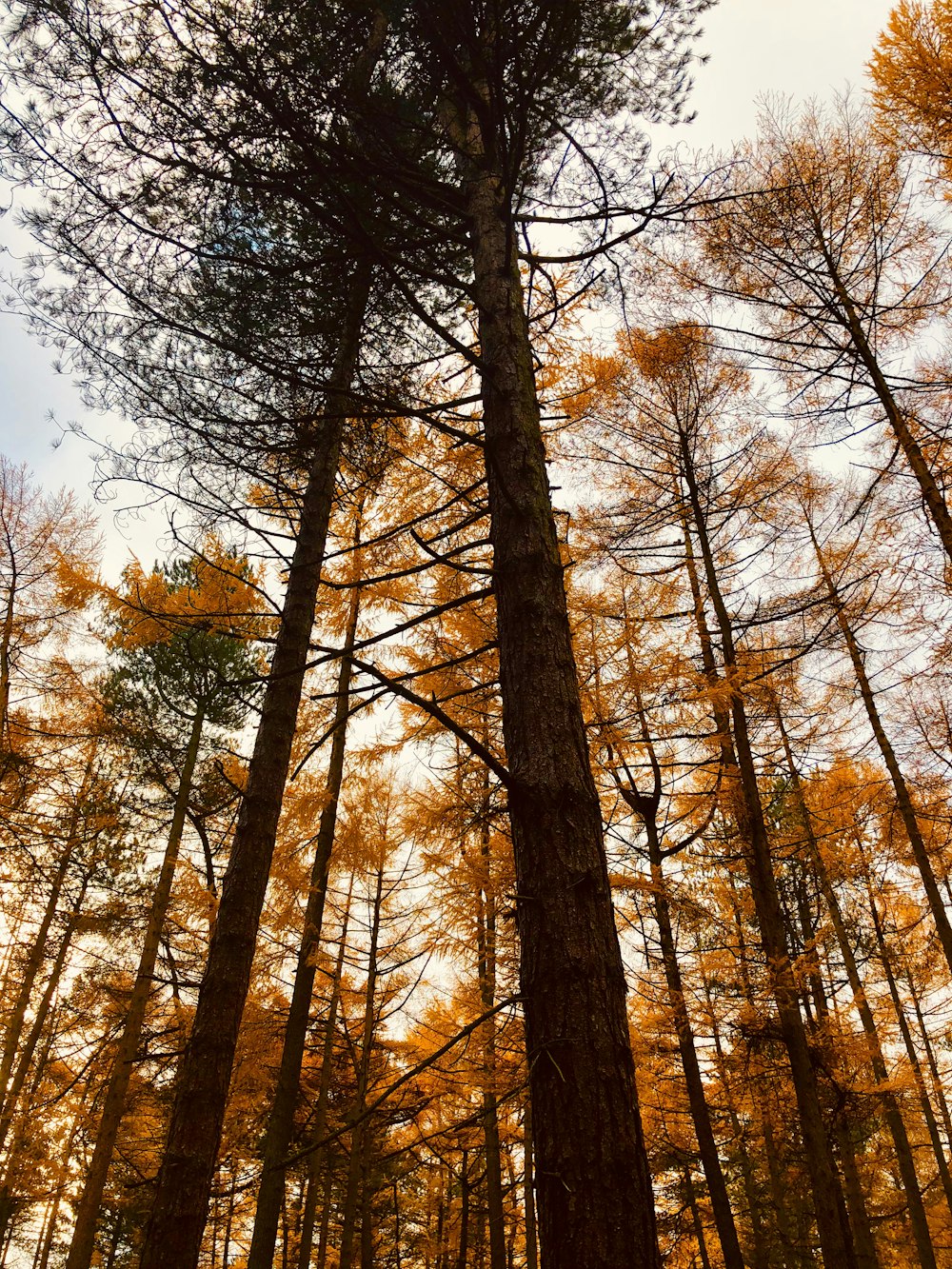 brown and yellow tree during daytime