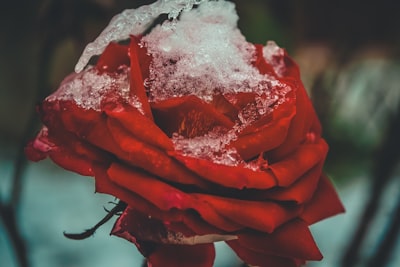 selective focus photo of red rose flower icy zoom background