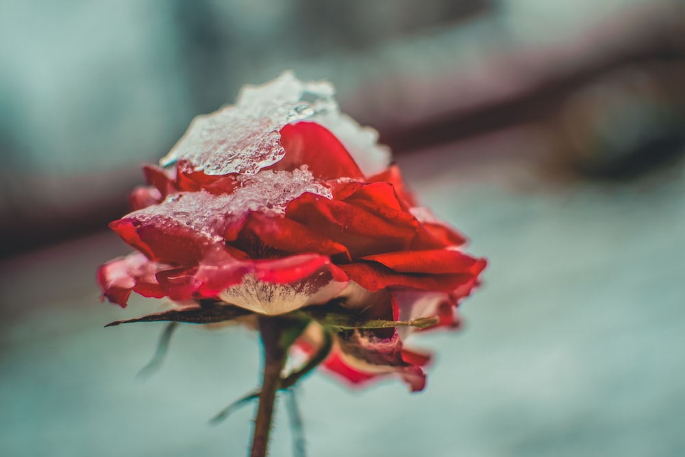 red flowers