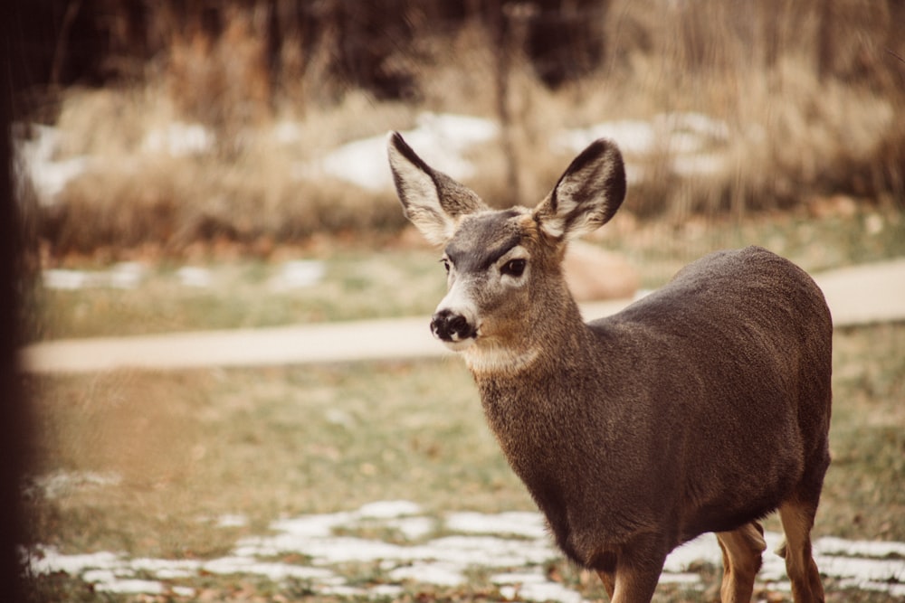 close-up photography of deer