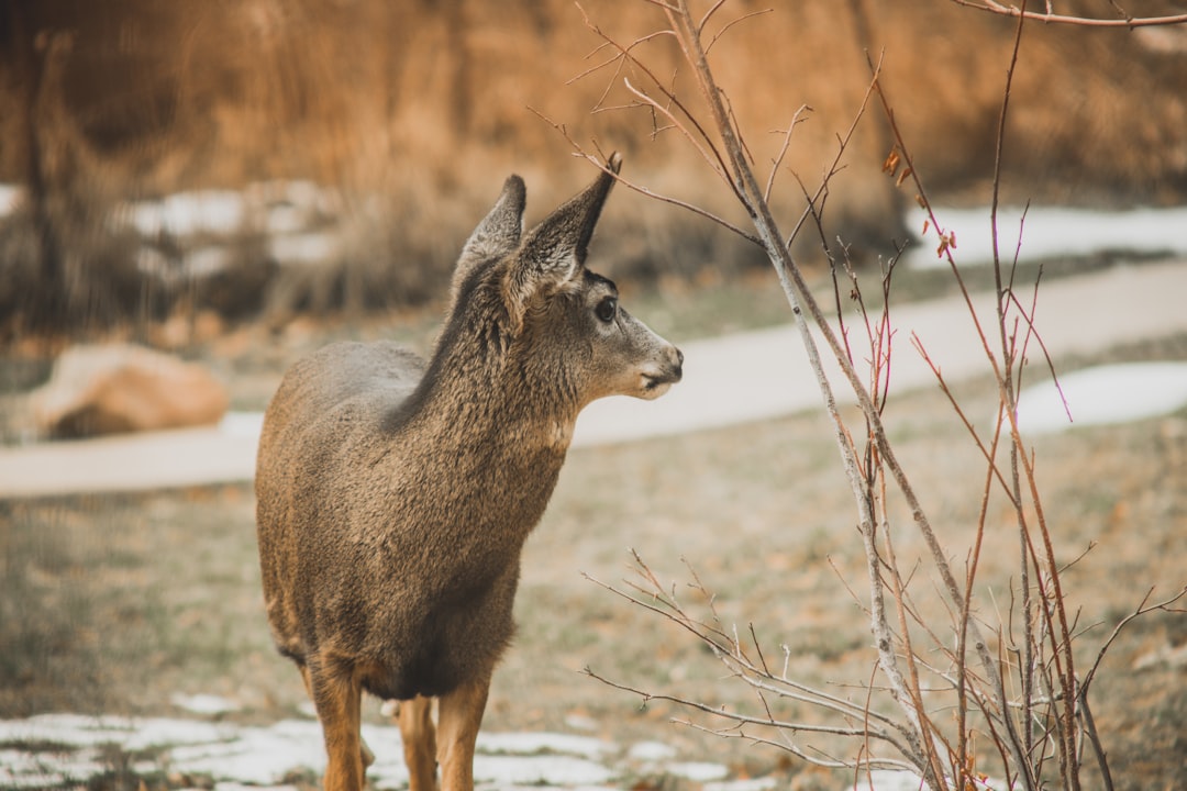 brown animal near road