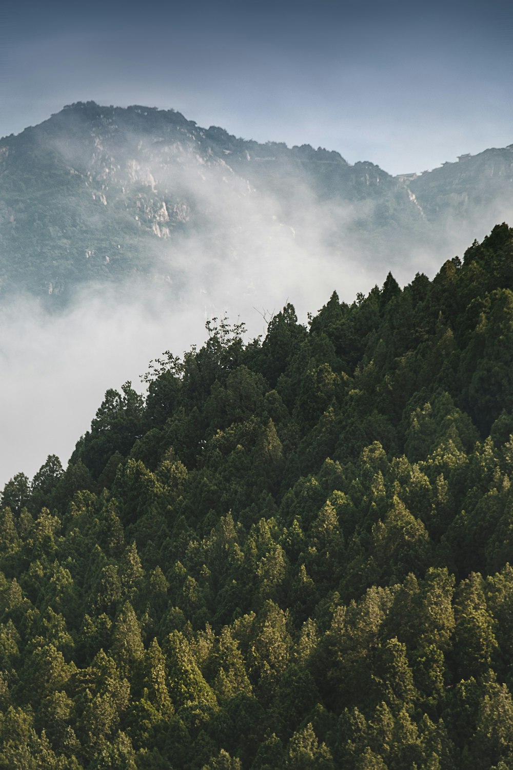 Fotografía aérea de pinos