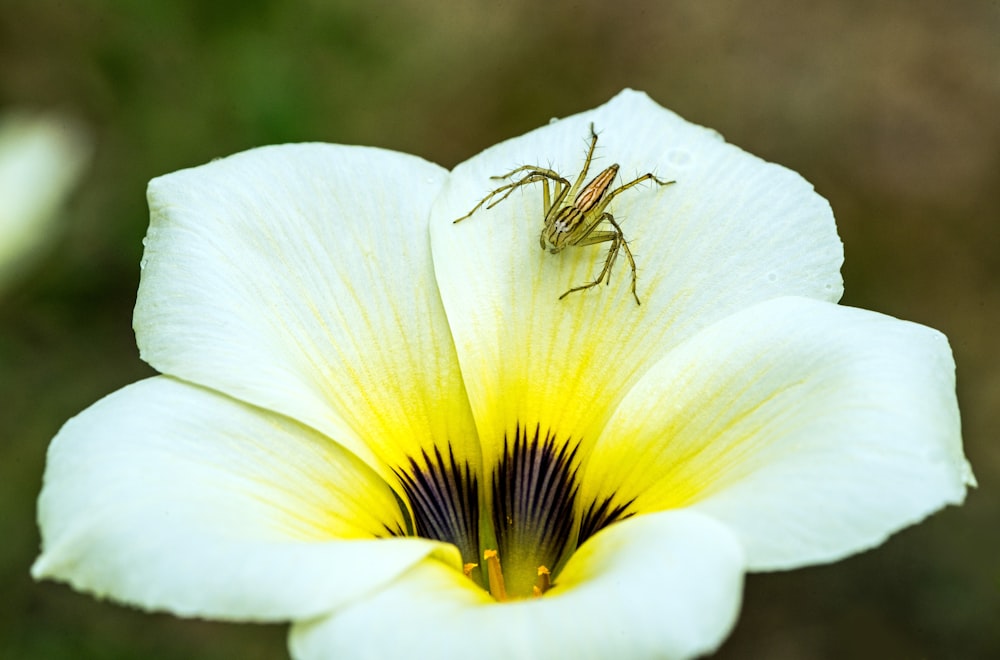 white and yellow flower