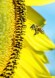 bee in fornt of Sunflower