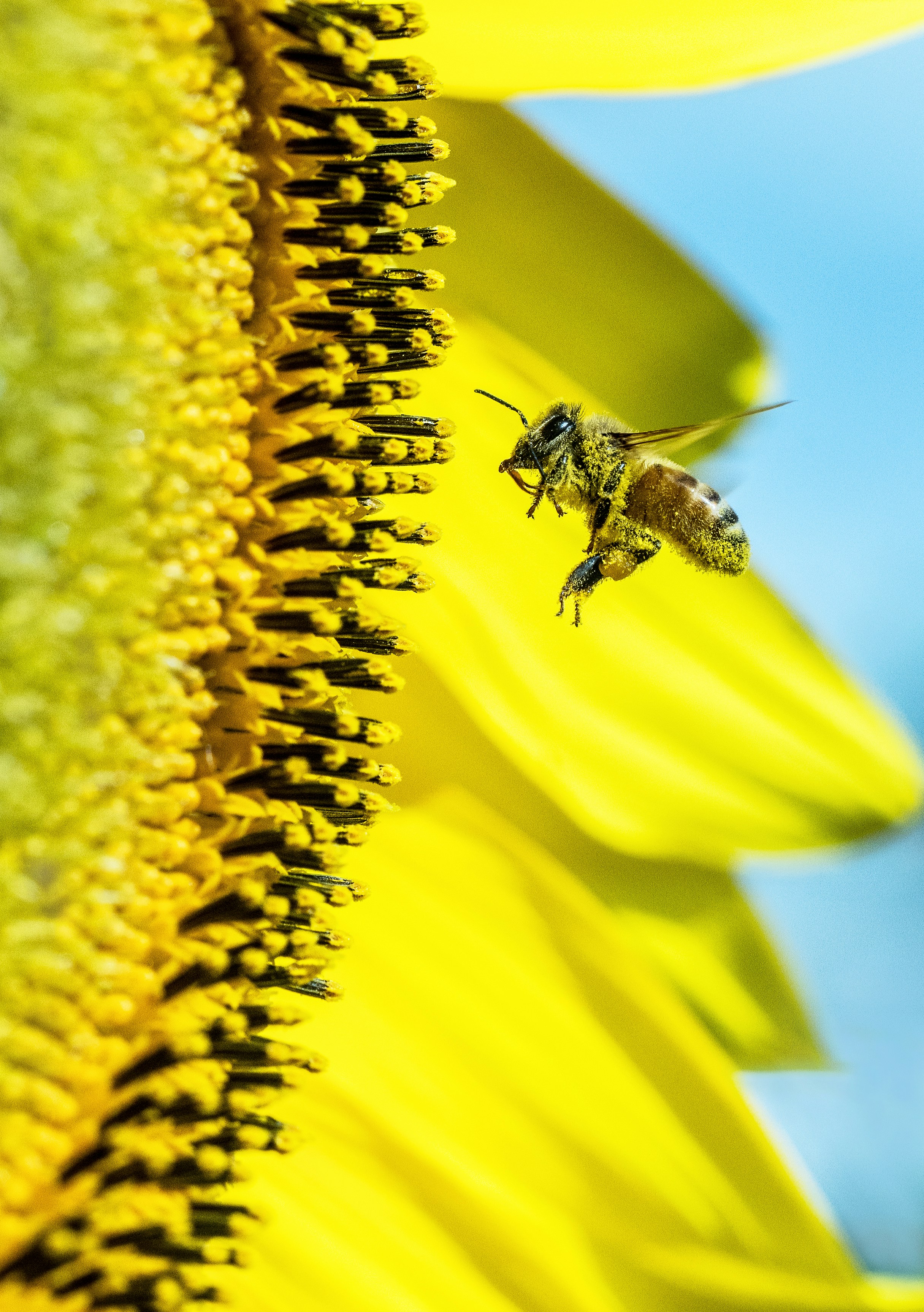 Bees work very hard and do a fantastic job of cross pollinating fruit trees, vegetable flowers, etc., which provide us with food. This one is covered in sun flower pollen, and is obviously doing a good job, so that there should be a huge crop of sun flower seeds.