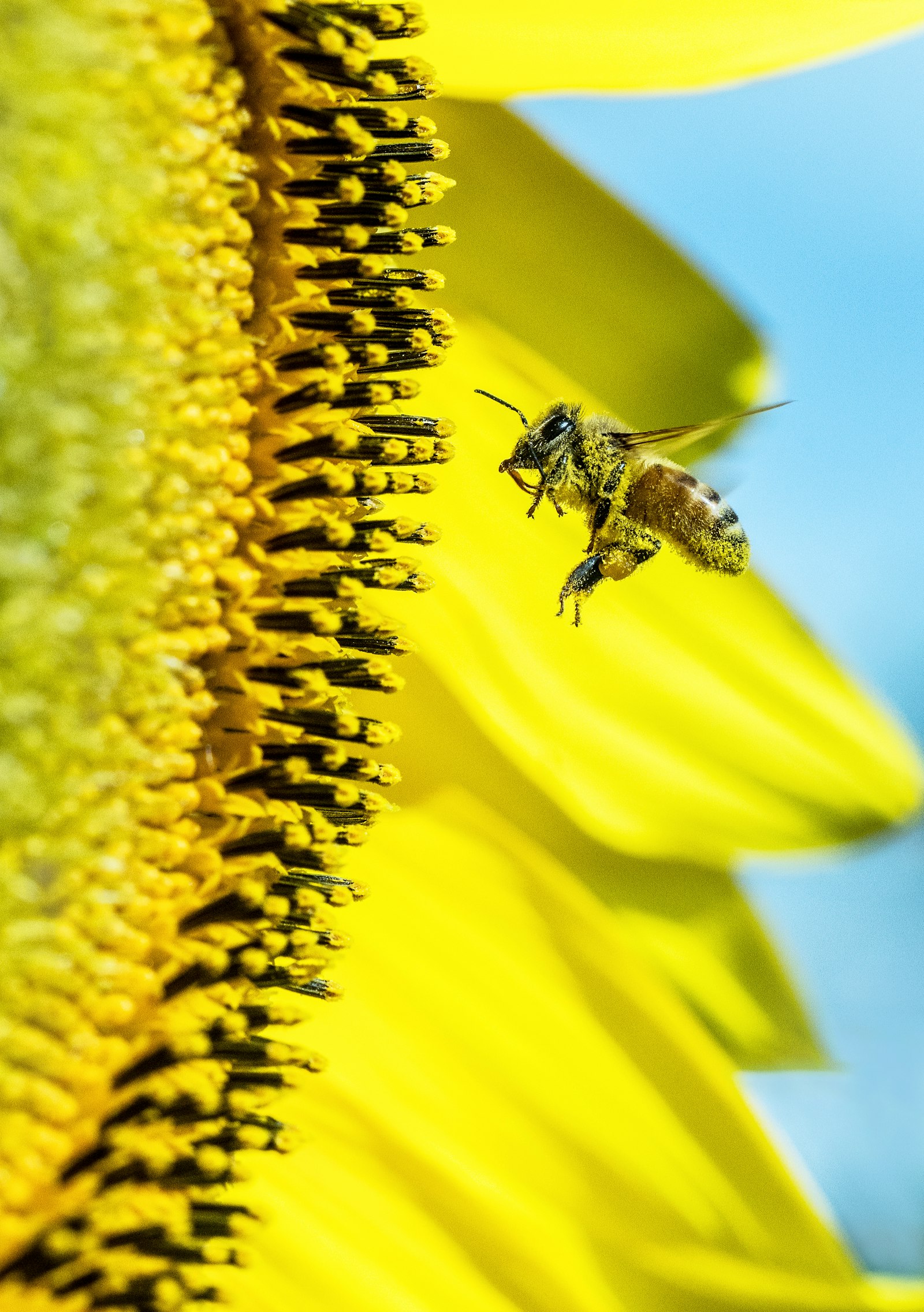 Tamron SP 90mm F2.8 Di VC USD 1:1 Macro (F004) sample photo. Bee in fornt of photography