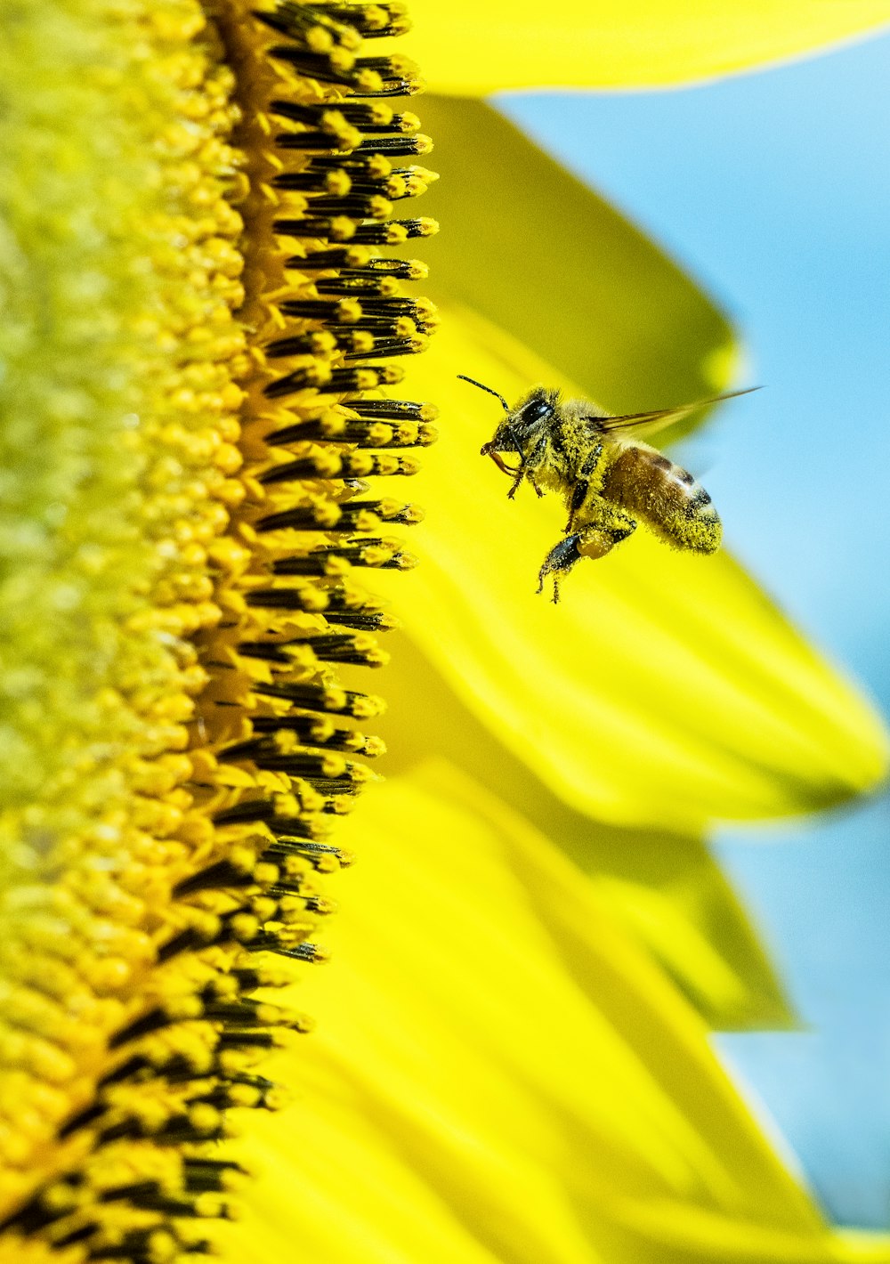 bee in fornt of Sunflower