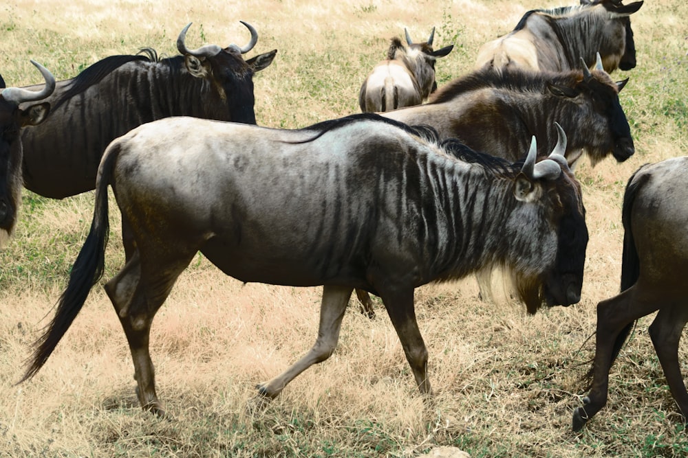 six brown animals