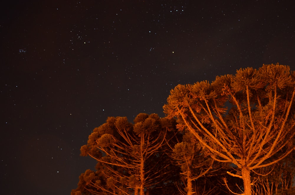 tall trees under stars