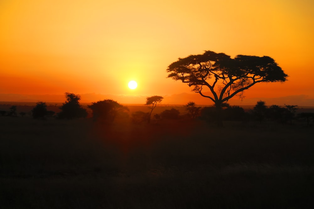 green leafed tree during golden hour