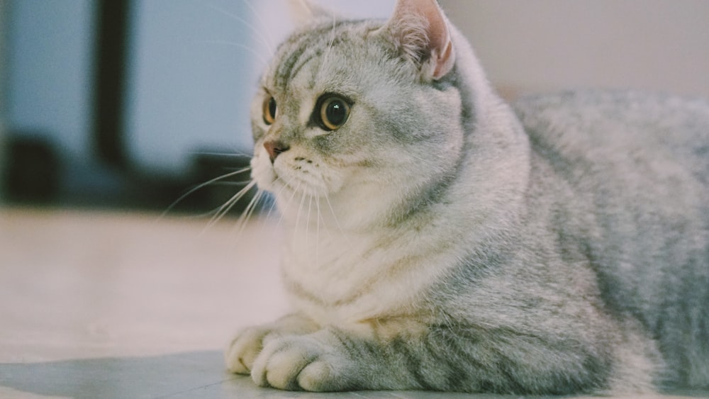 gray and white coated cat