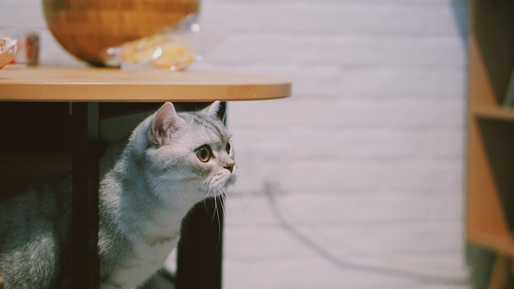 gray and white cat