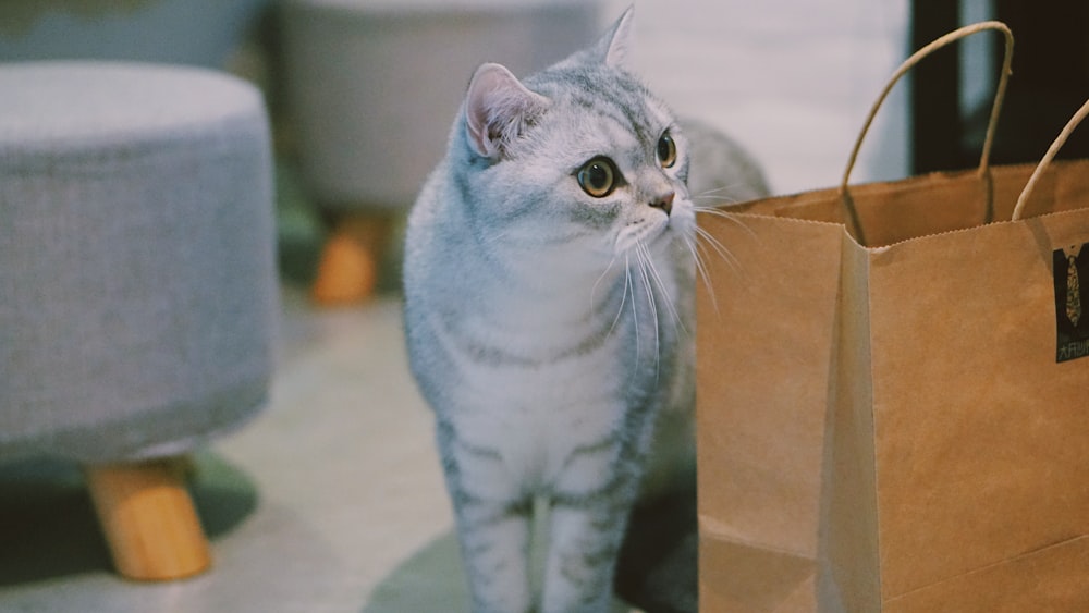 gray Russian blue cat standing beside paper bag