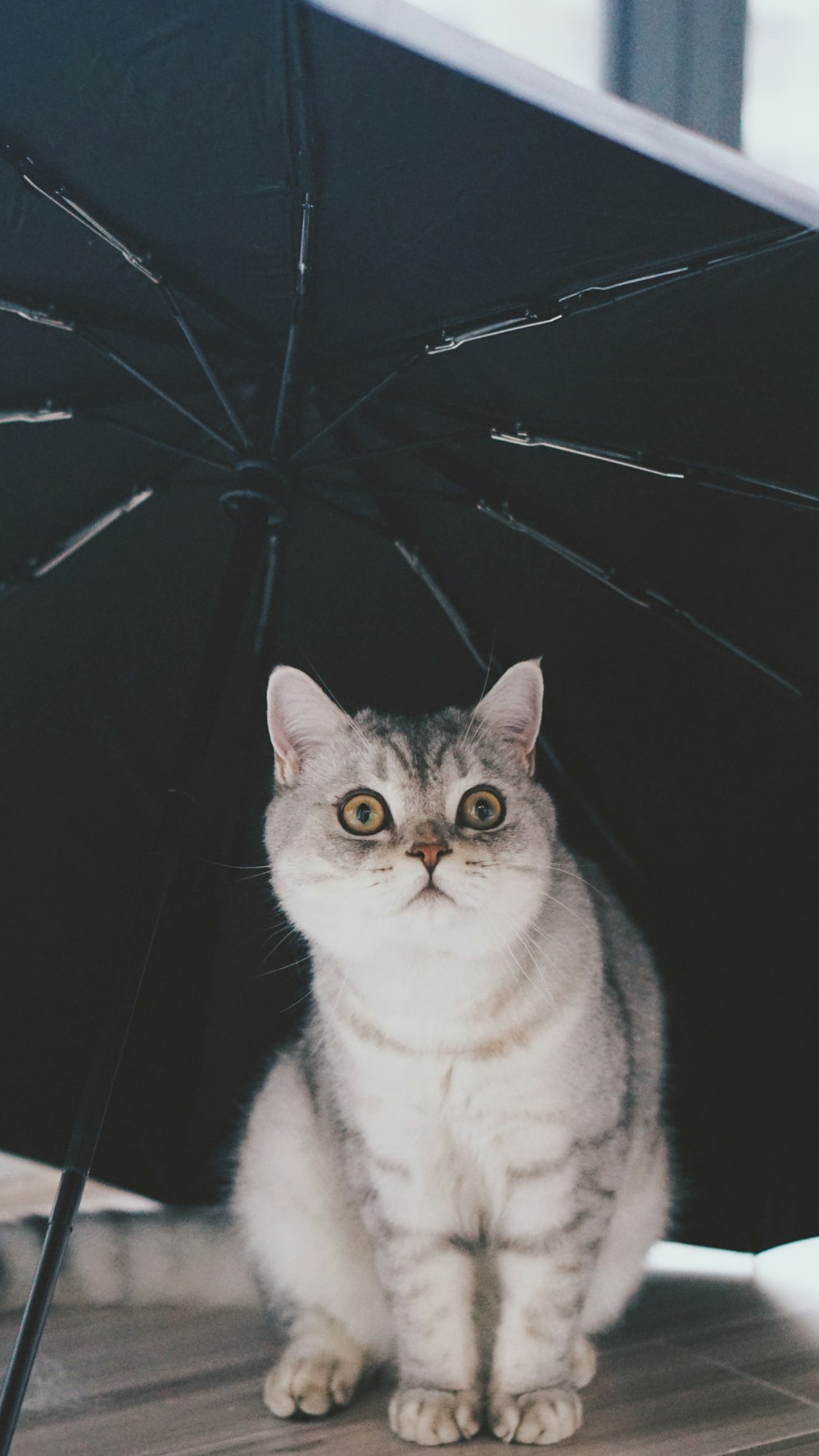gray and white cat under black umbrella