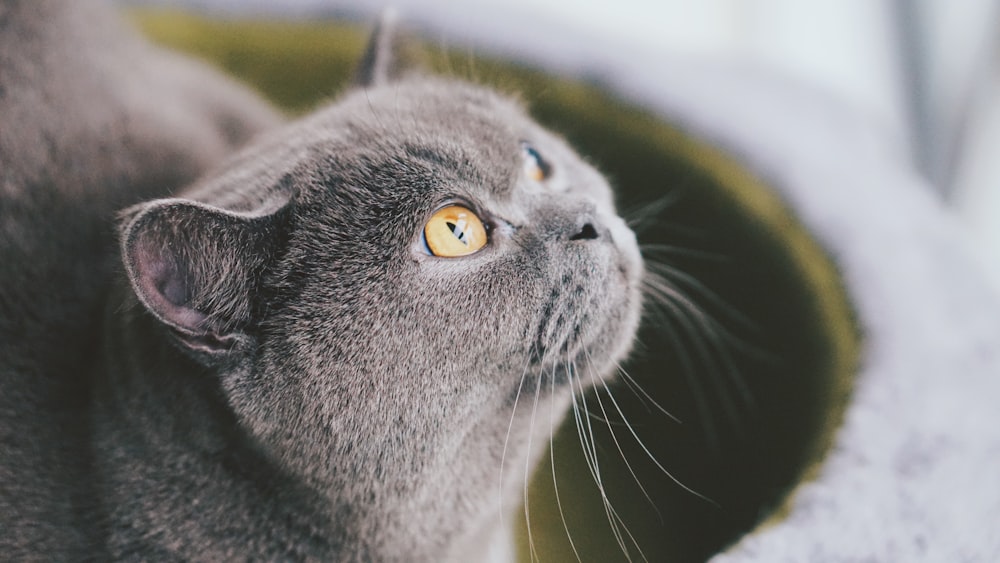 adult russian blue cat