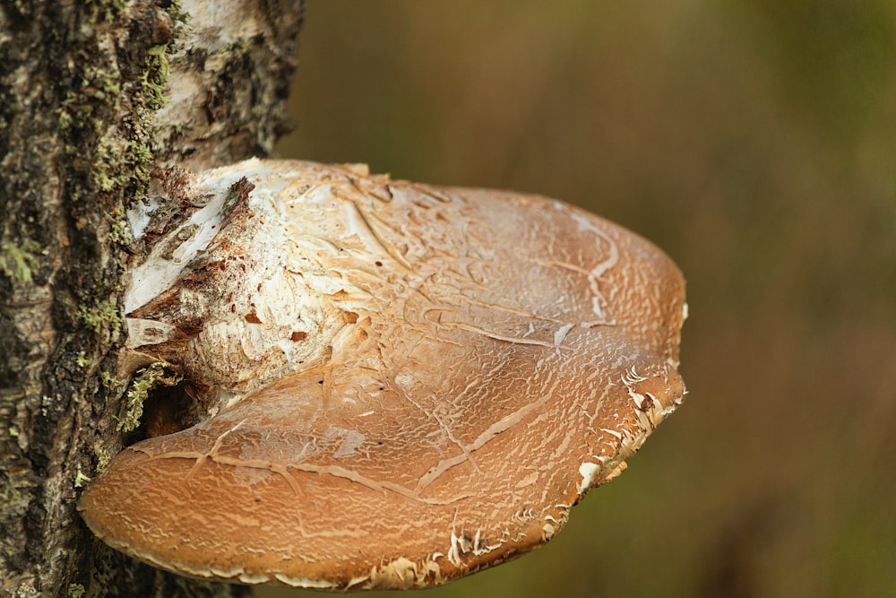shelf fungus on tree