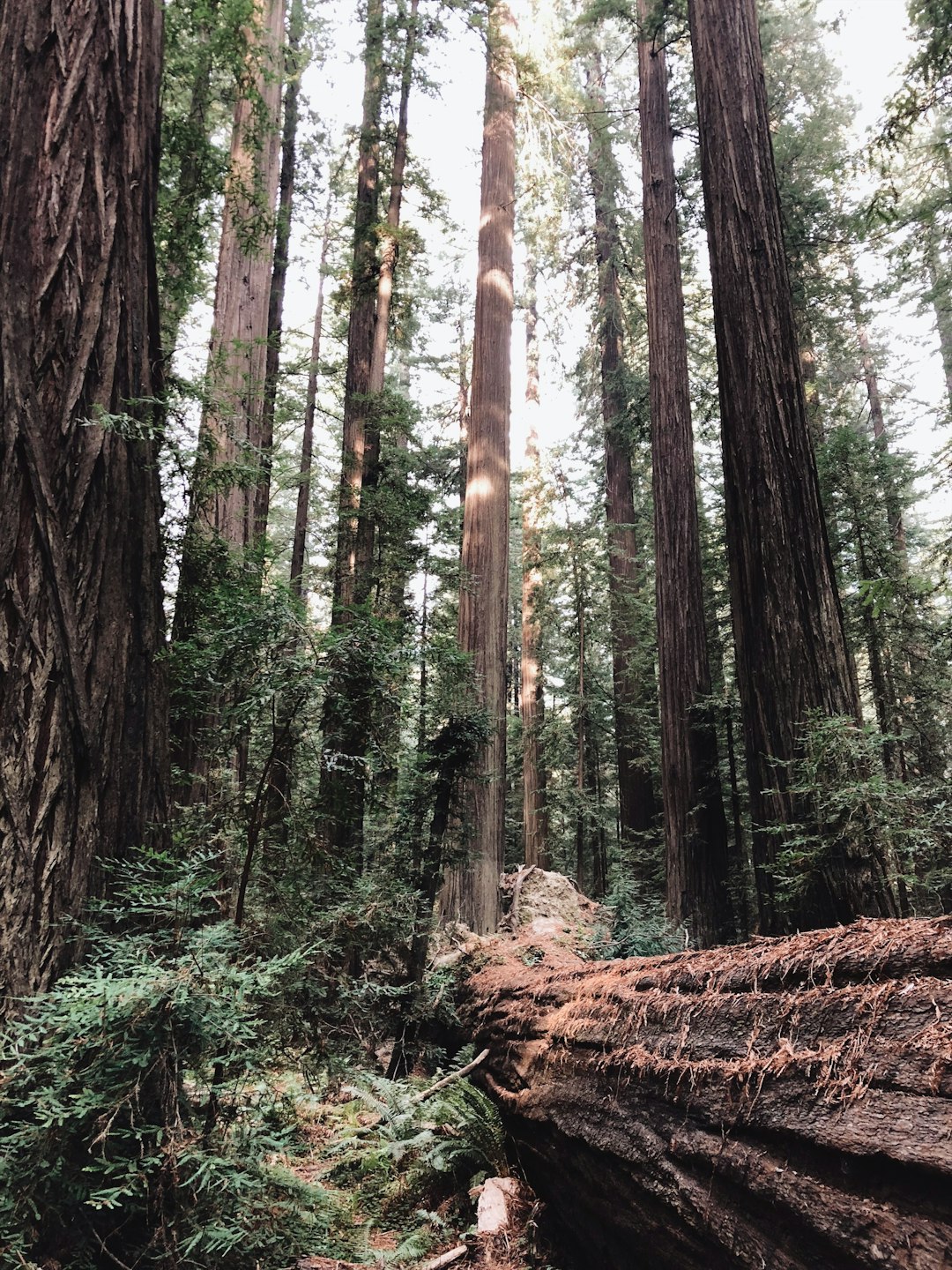 Forest photo spot Founders Grove (rest stop) California