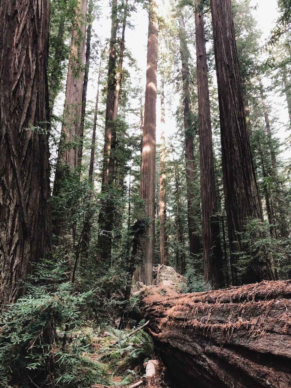 green-leafed tree forest